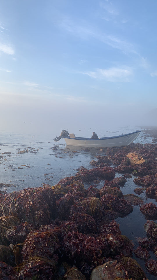 Atlantic Dulse Whole Leaf Organic Sourced Maine