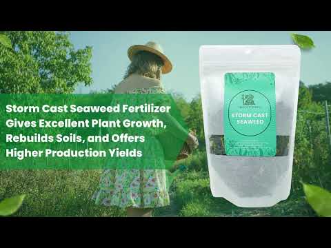 Storm Cast Seaweed Kelp Meal Fertilizer