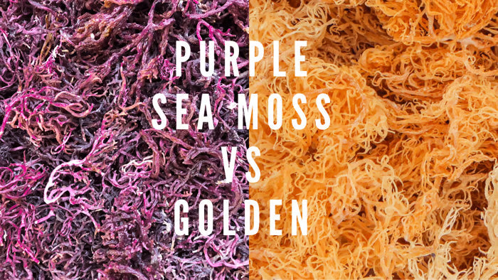 Purple Sea Moss vs Gold Sea Moss | Which Is Better for You?