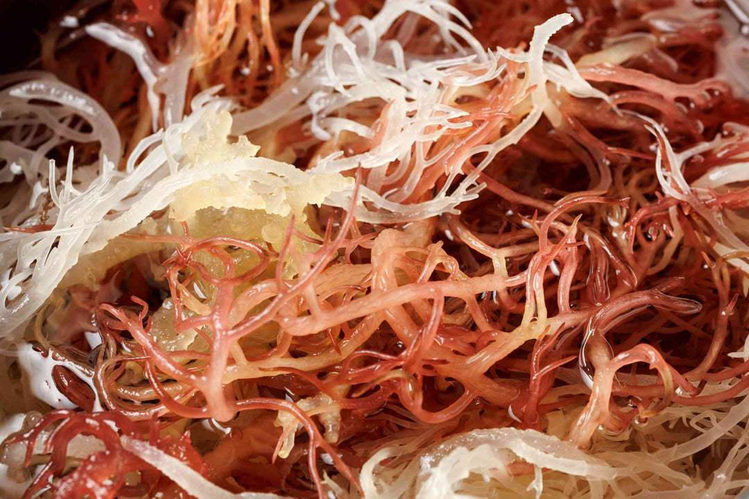 How to Make Sea Moss Gel Complete Step by Step Guide