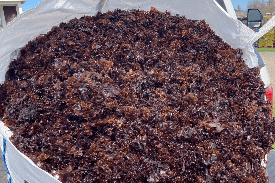 What is Sea Moss Face Mask and How To Use Sea Moss Face Mask? Seaweed