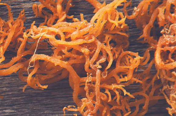 Sea Moss Side Effects | What You Need to Know