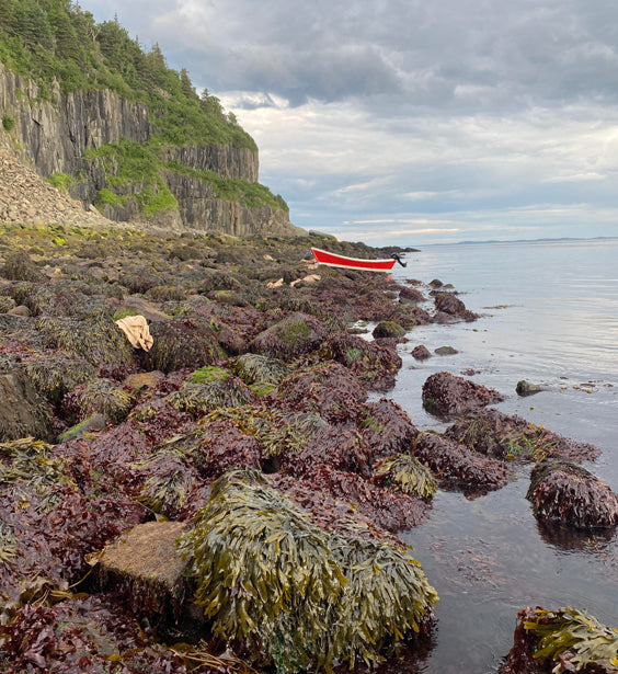 Atlantic Dulse Flakes – 100% Organic Dulse Seaweed Flakes | Wildcrafted from Maine